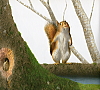 Illustration works collection-Squirrel3