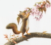 Illustration works collection-Squirrel6