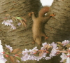 Illustration works collection-Squirrel7
